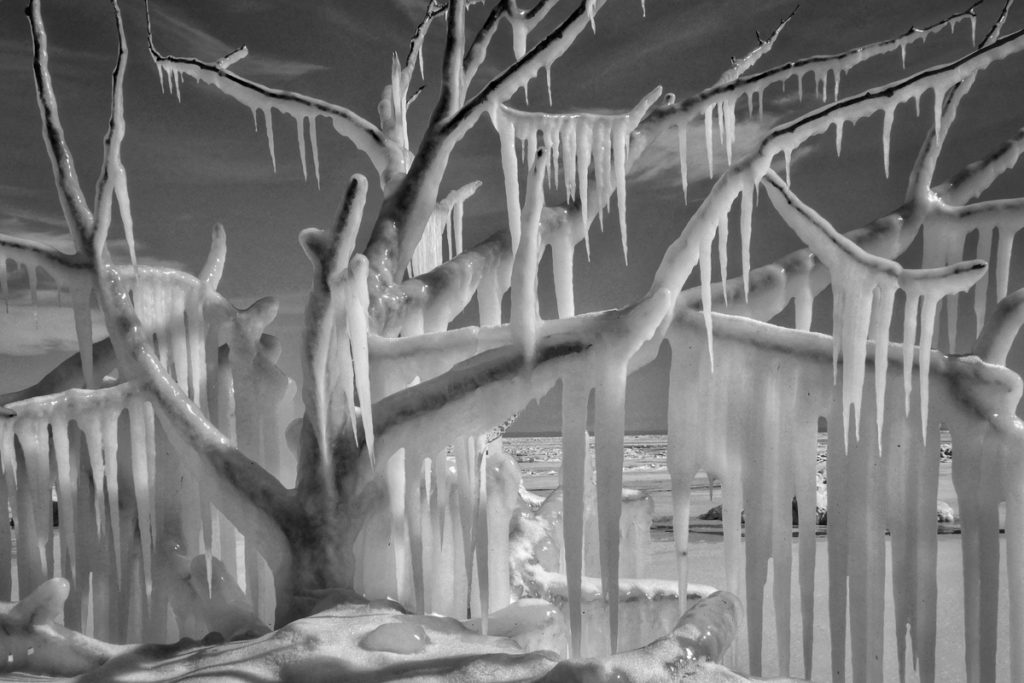 Becca Foli's "Ice Tree"