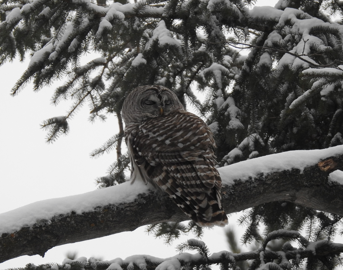 Diane May's "Owl on a Snowy Day"